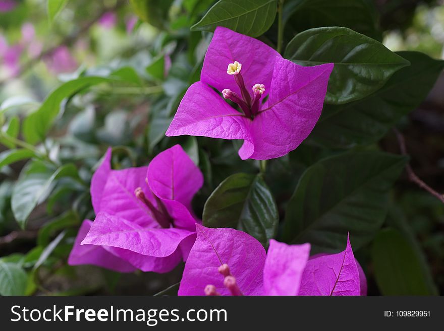 Flower, Plant, Flora, Four O Clock Family