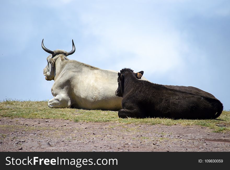 Cattle Like Mammal, Fauna, Horn, Sky