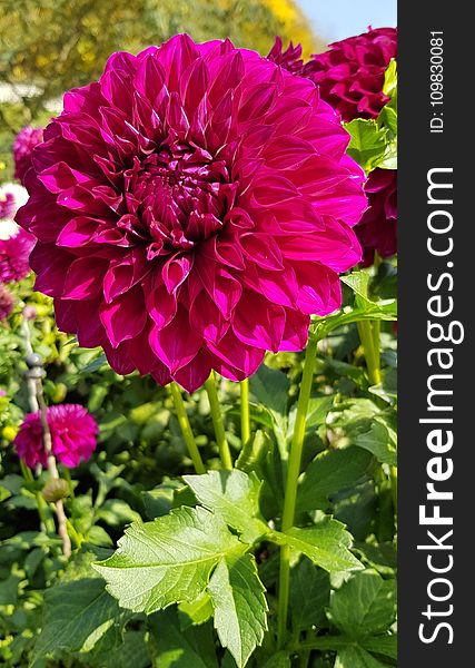 Flower, Plant, Flowering Plant, Dahlia