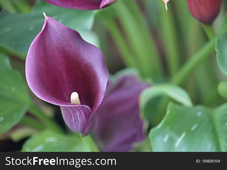 Flower, Plant, Purple, Flora