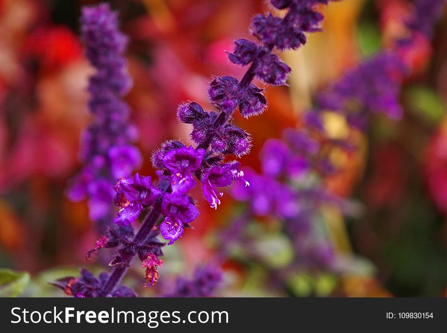 Purple, Violet, Flower, Lilac
