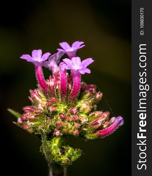 Flower, Plant, Flora, Macro Photography