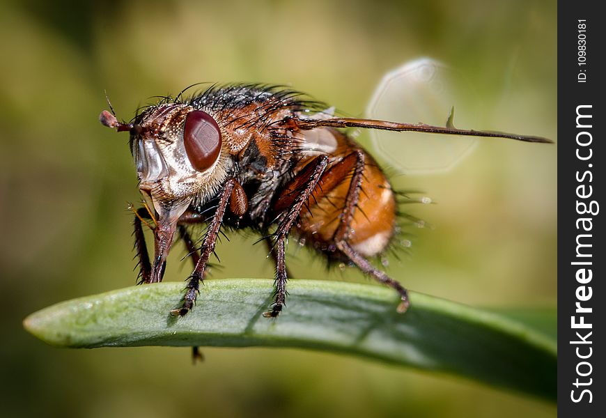 Insect, Macro Photography, Pest, Invertebrate