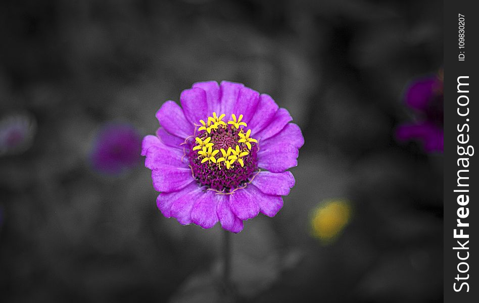 Flower, Flora, Purple, Petal