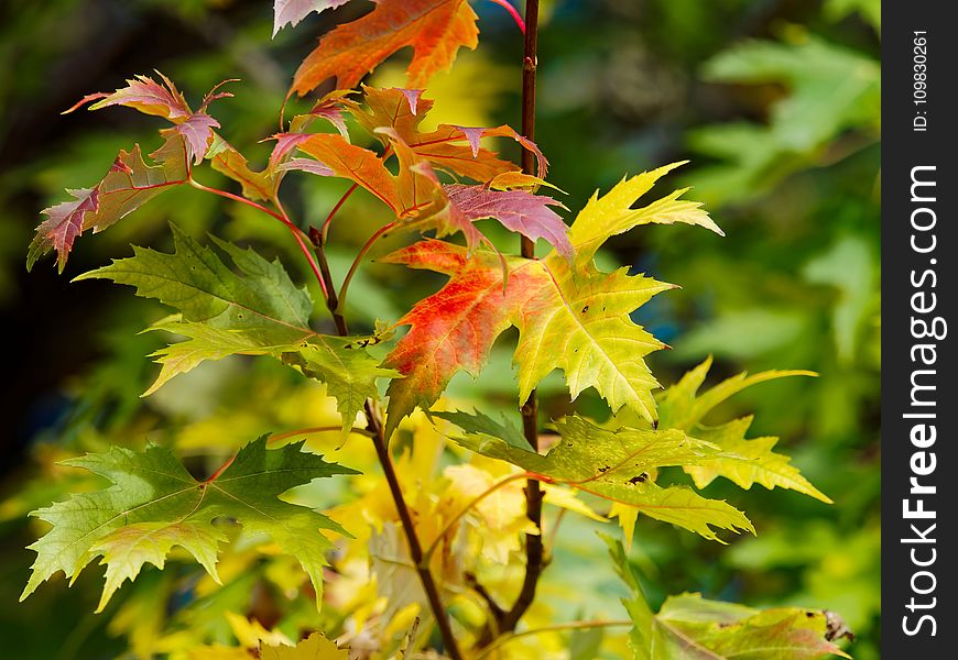 Leaf, Autumn, Tree, Plant