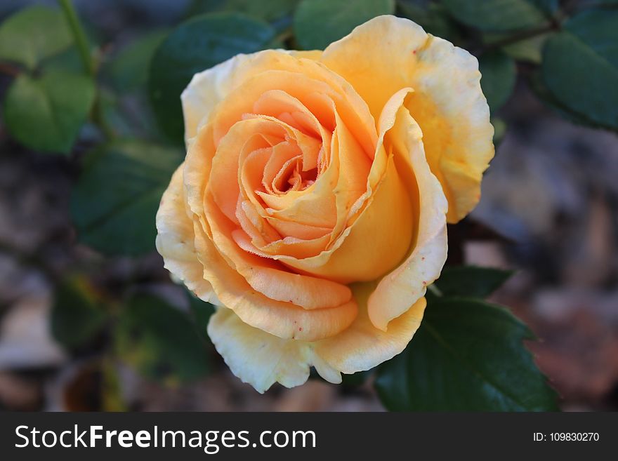 Rose, Flower, Rose Family, Floribunda