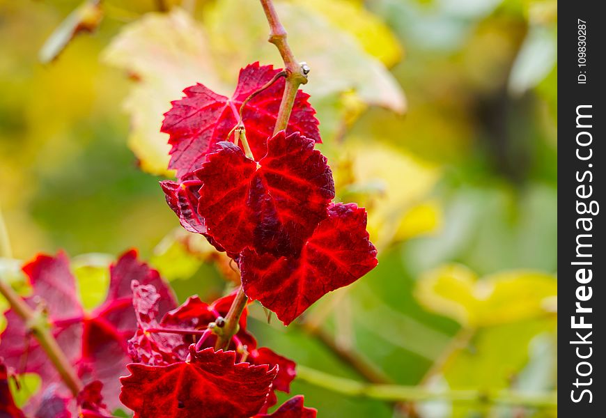 Flower, Flowering Plant, Flora, Leaf