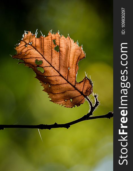 Leaf, Close Up, Macro Photography, Twig