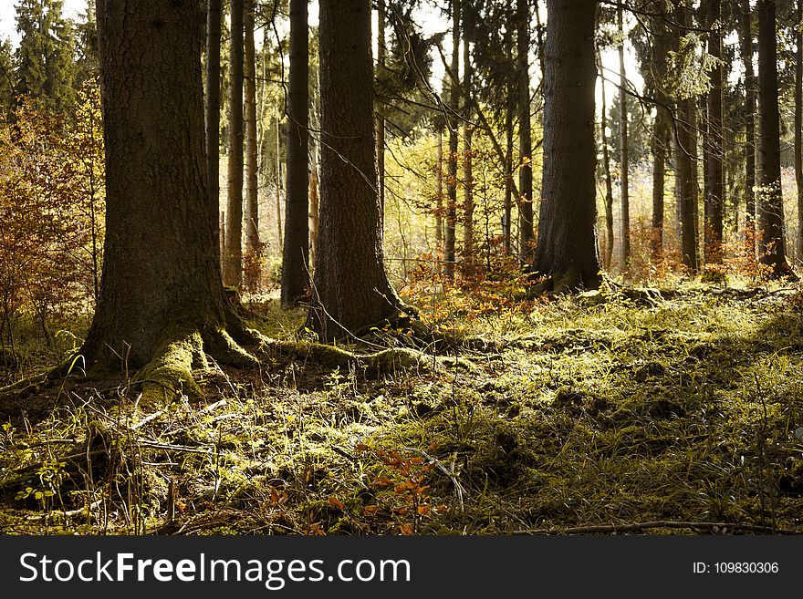 Woodland, Forest, Ecosystem, Tree