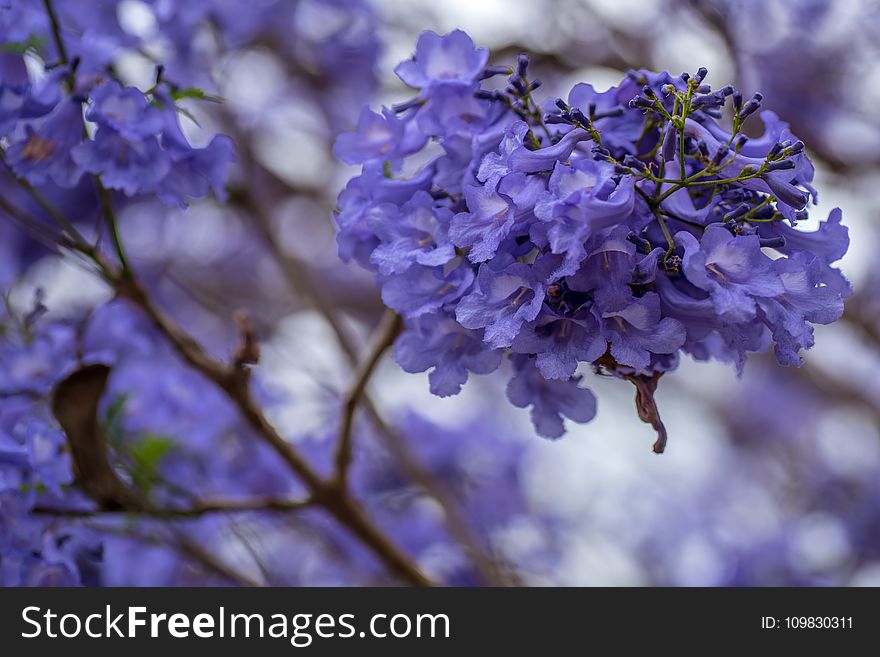 Blue, Flower, Purple, Branch