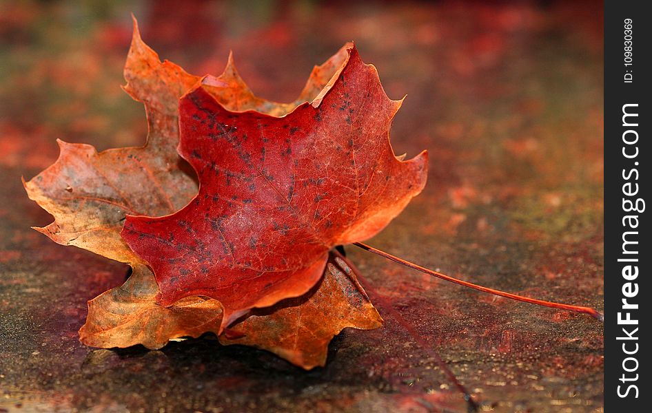 Leaf, Maple Leaf, Autumn, Close Up