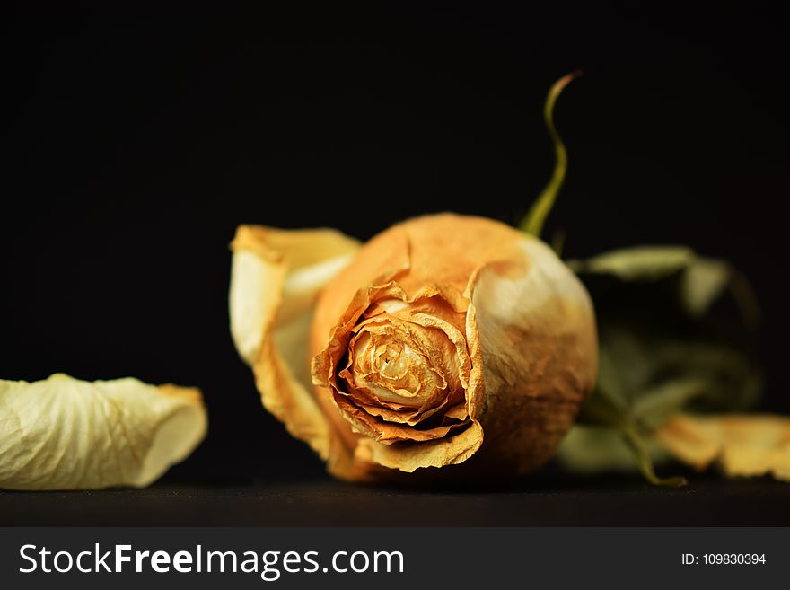 Yellow, Still Life Photography, Flower, Close Up