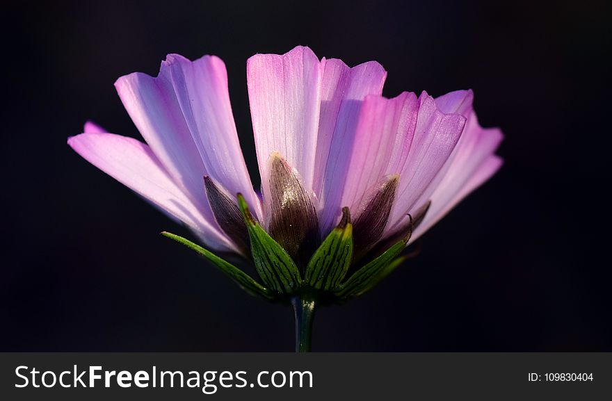 Flower, Flora, Purple, Violet