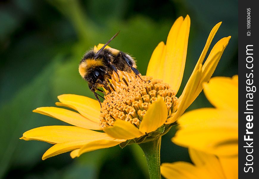 Bee, Honey Bee, Flower, Yellow