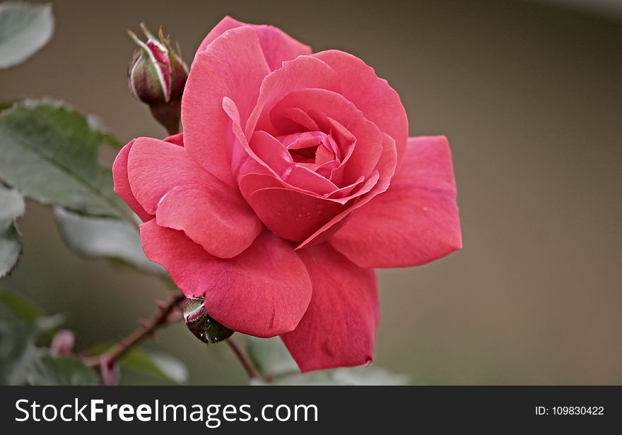 Rose, Flower, Rose Family, Pink