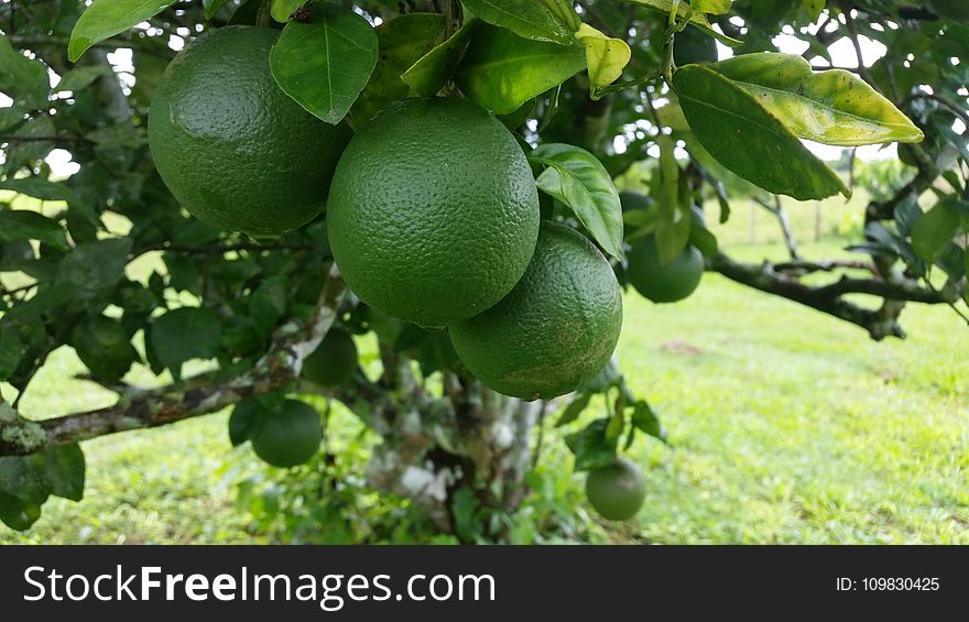 Citrus, Fruit, Produce, Fruit Tree