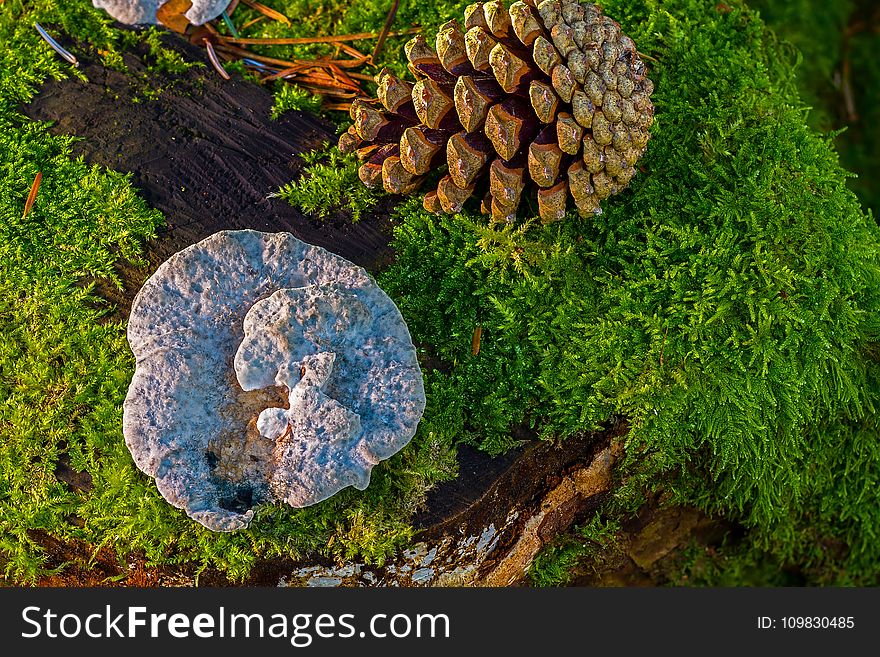Fungus, Edible Mushroom, Medicinal Mushroom, Tree