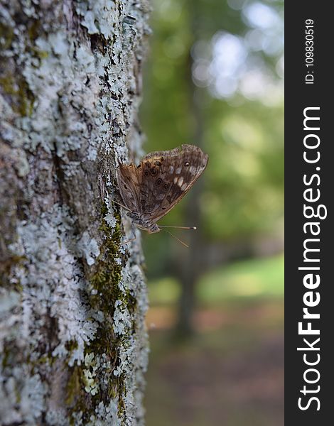 Trunk, Branch, Tree, Moth