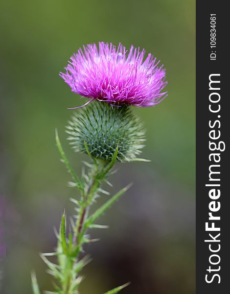 Silybum, Thistle, Plant, Noxious Weed