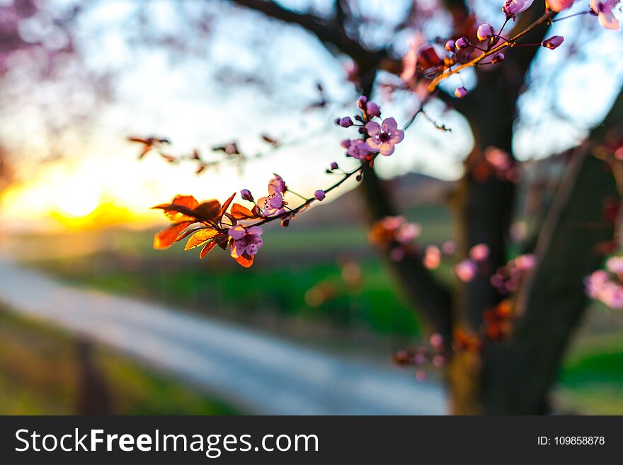 Amazing nature at the springtime in sunny day. Amazing nature at the springtime in sunny day