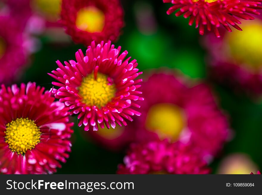 Beautiful Springtime flowers in the garden