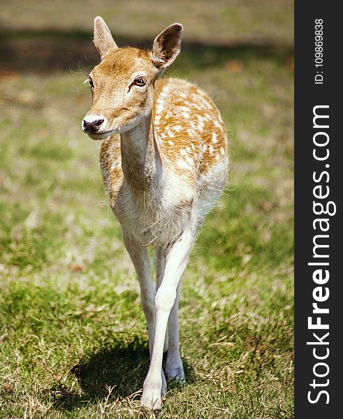 Wildlife, Deer, Terrestrial Animal, Fauna