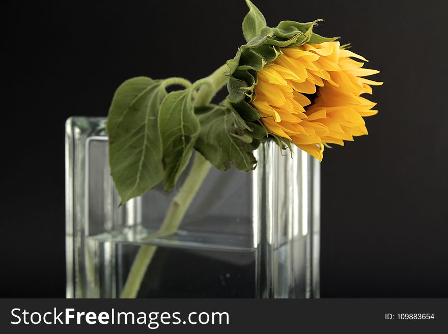 Sunflower in Clear Glass Vase With Water