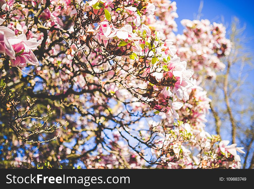 Tree With Pink Flowers and Green Leaves