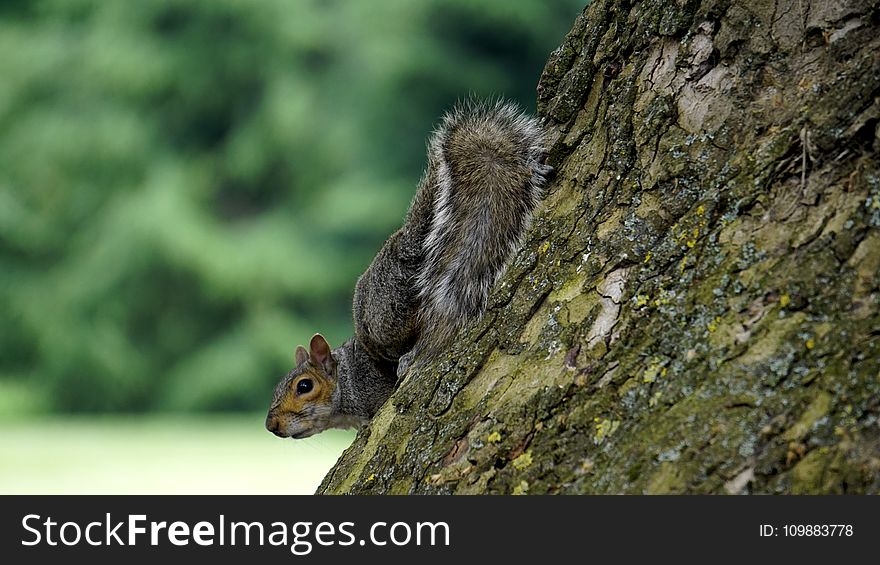 Adorable, Animal, Autumn