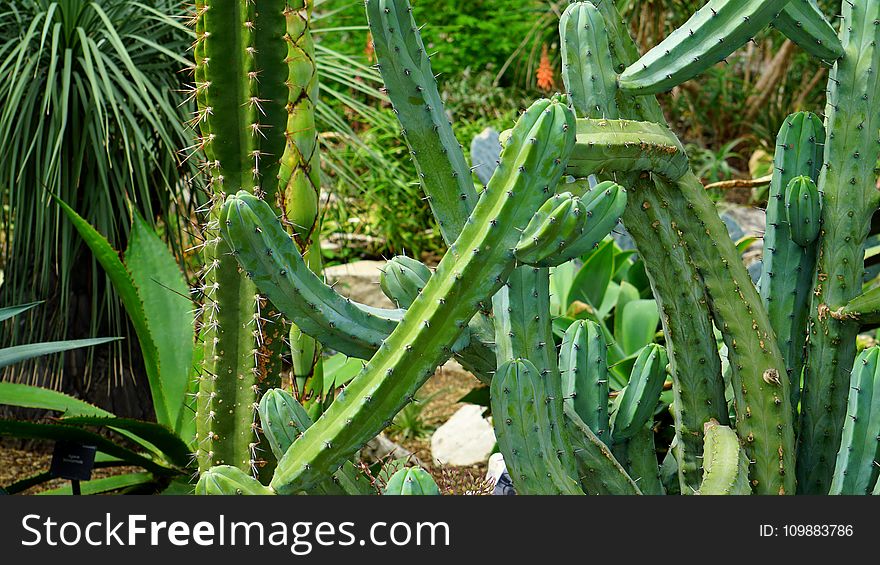 Botanical, Cactus, Close-up