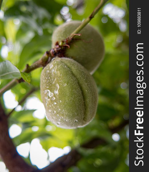 Agriculture, Branch, Close-up