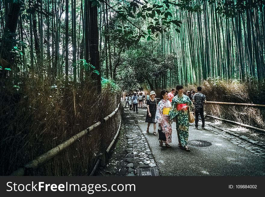Bamboo, Trees, Bridge