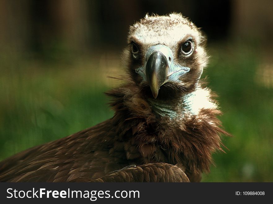 Brown And Grey Bird Surrounded Green Field