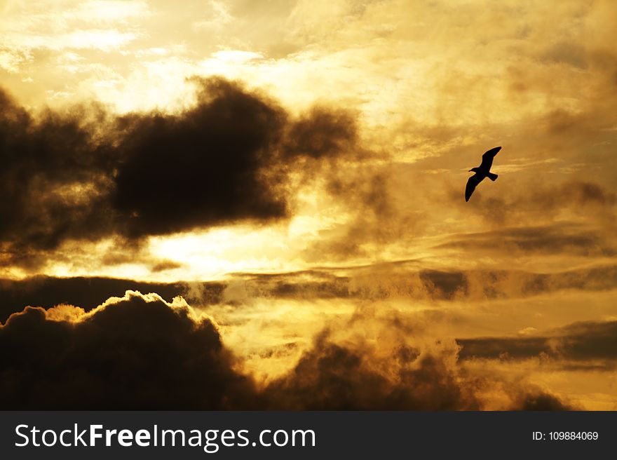 Backlit, Bird, Clouds