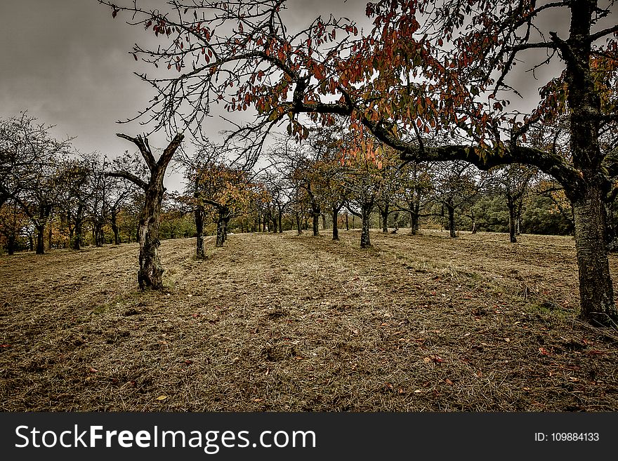 Branches, Country, Countryside