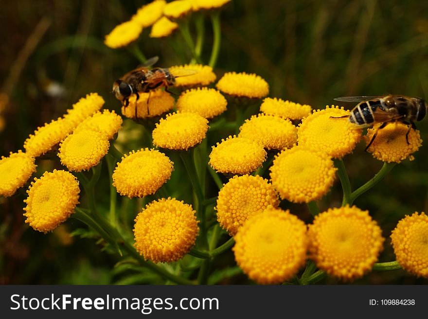Animal, Bees, Bloom