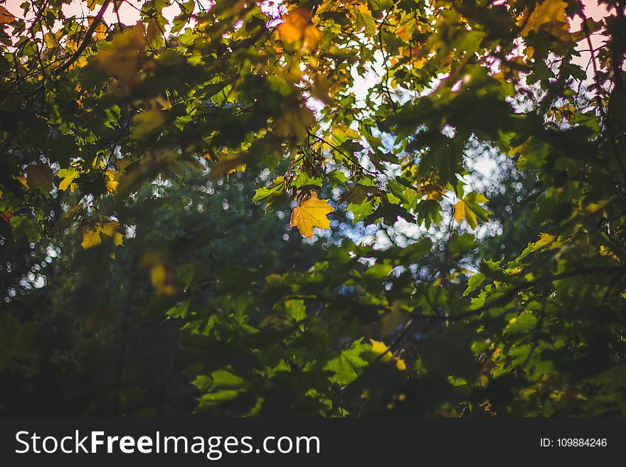 Branches, Leaves, Nature