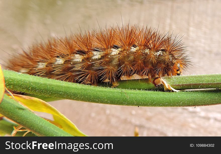 Animal, Bug, Caterpillar