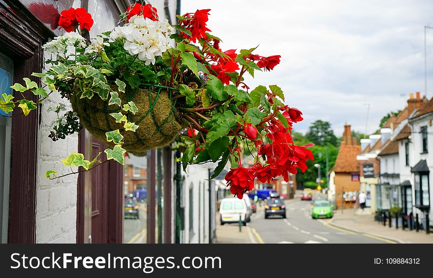 Architecture, Beautiful, Bloom