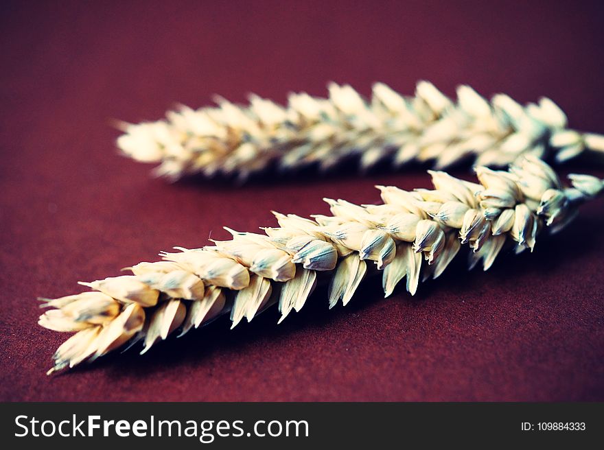 Agriculture, Barley, Close-up