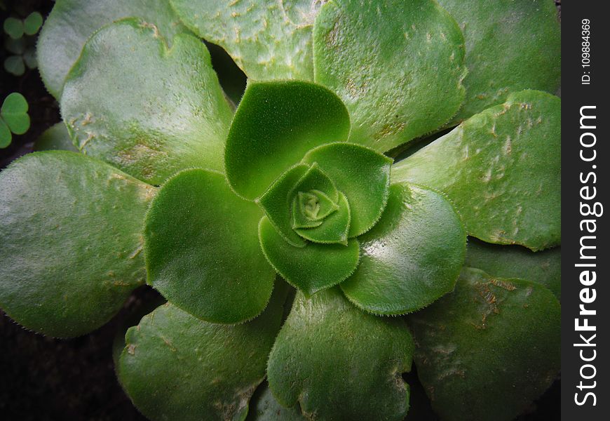Botanical, Cactus, Close-up