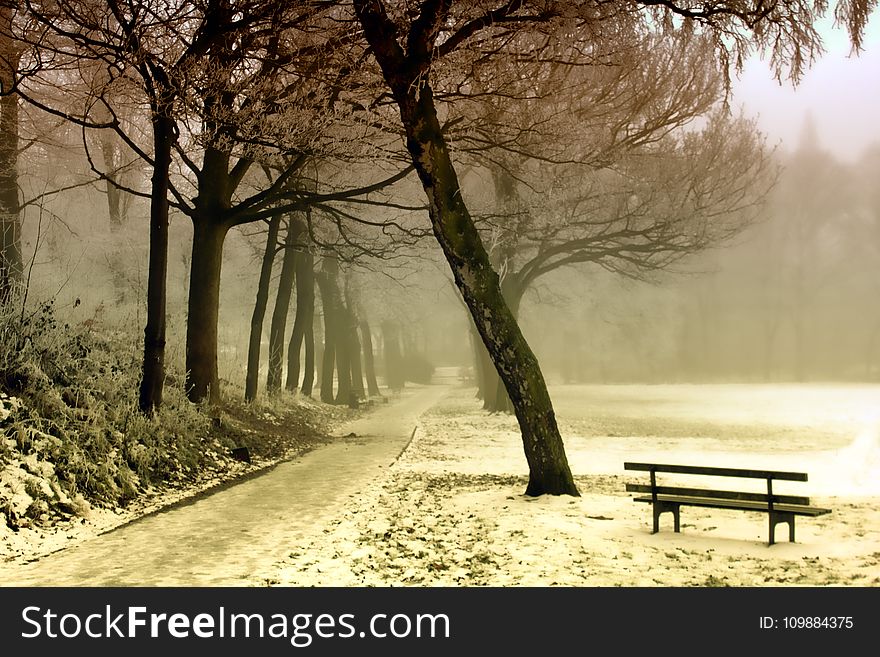 Bench, Cold, Dawn