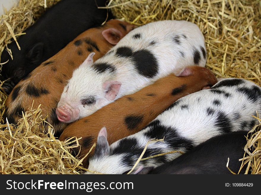 Agriculture, Animals, Barn