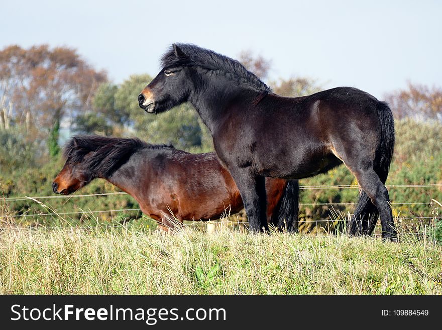 Animals, Close-up, Domestic