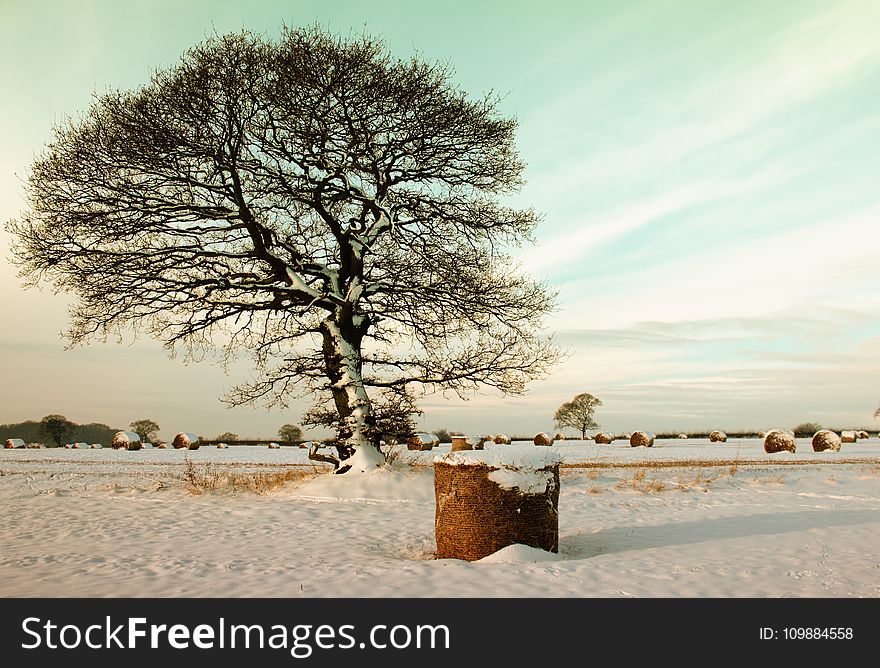Branches, Cold, Field