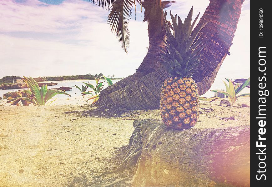 Beach, Fruit, Island