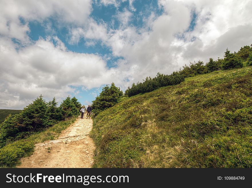 People Walking Outside the Pine Tree Forest