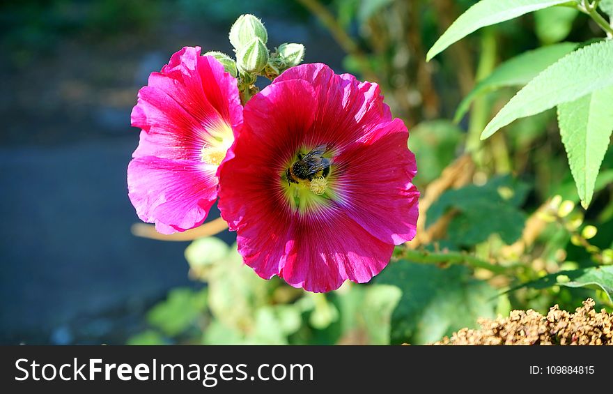 Beautiful, Bee, Bloom