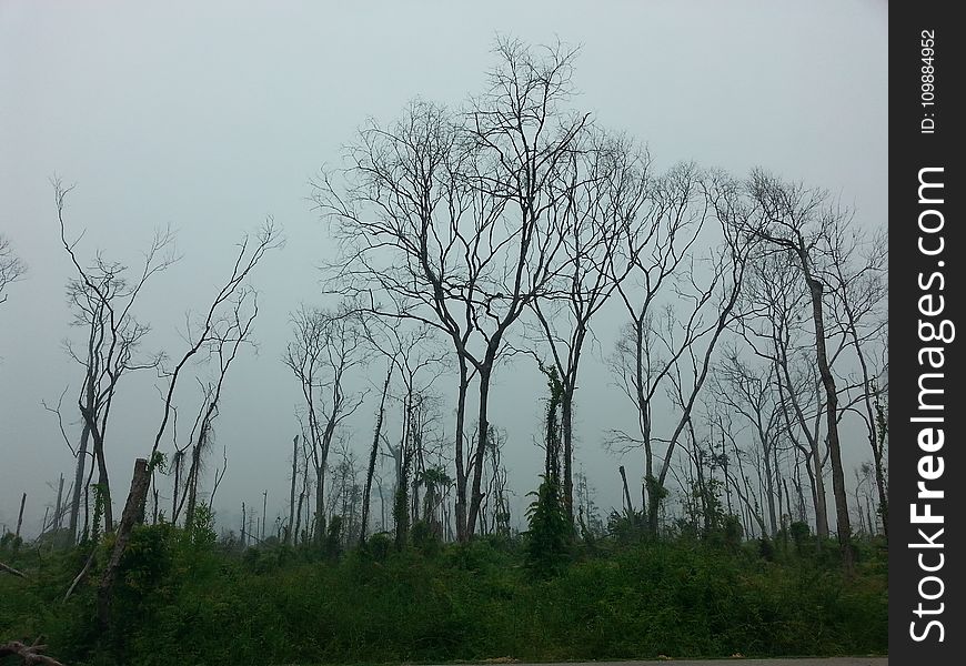 Branches, Countryside, Environment