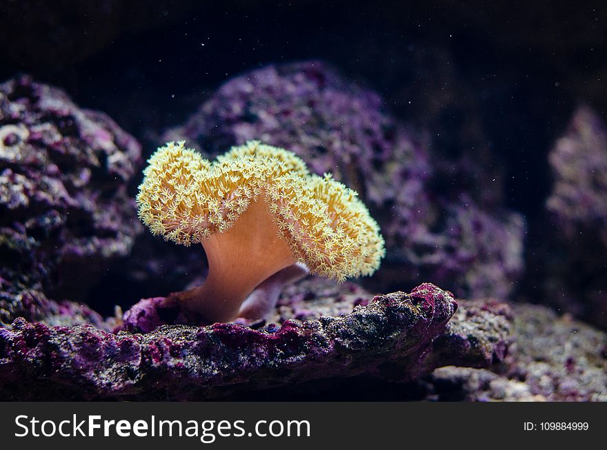 Close Up Photography Of Coral Reef